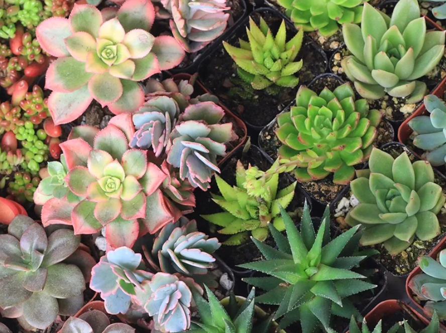 virtual baby shower favors for guests