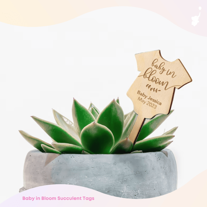 wbs succulent baby shower favor