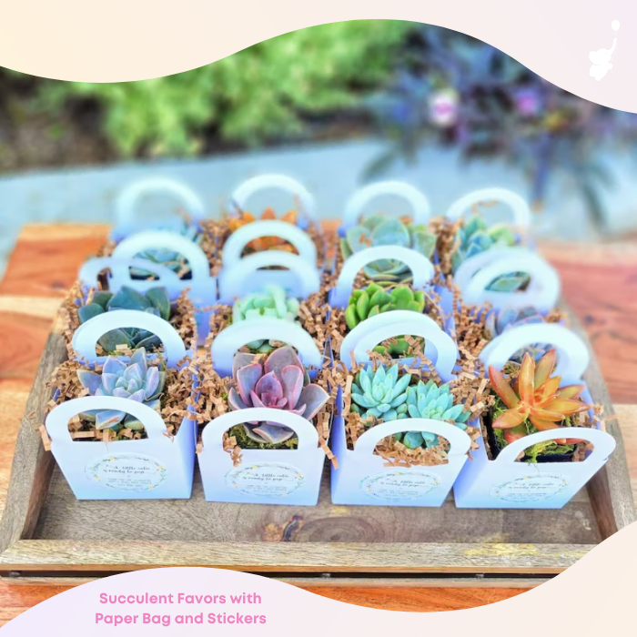wbs succulent baby shower favor