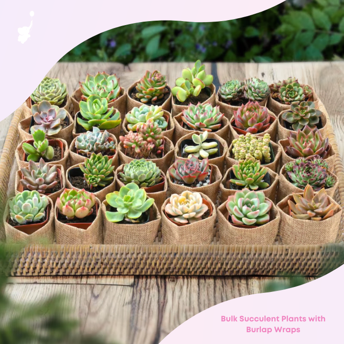 wbs succulent baby shower favor