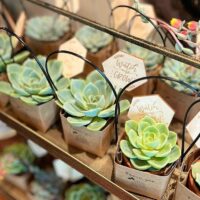 Succulent baby shower theme 4 | WebBabyShower